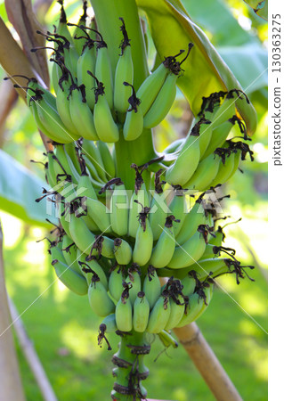 A cluster of green bananas hanging from a banana tree 130363275