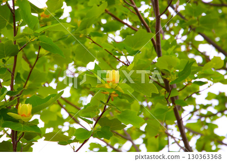Tulip tree branches with green leaves and blooming flowers Tulip tree branches with green leaves and blooming flowers 130363368