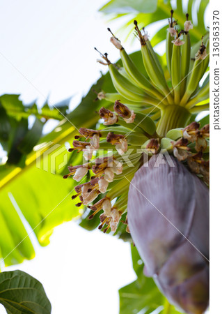 Young green bananas growing with purple blossom. 130363370