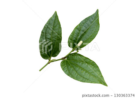 Fresh wild betel leaves with flower Fresh wild betel leaves with flower 130363374