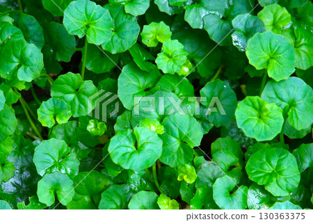 Viola hederacea or Viola Banksii 130363375