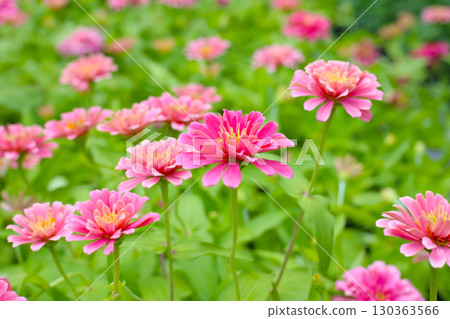 Bright pink zinnia flowers blooming in a garden 130363566