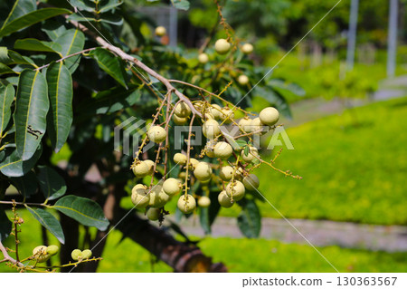 Young green longan fruits growing in clusters on a tree branch Young green longan fruits growing in clusters on a tree branch 130363567