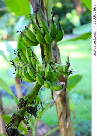 A cluster of green bananas hanging from a banana tree 130363663
