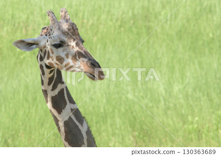 長頸鹿有長長的睫毛和濃密的眉毛 長頸鹿有長長的睫毛和濃密的眉毛 130363689