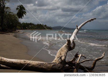 Coastline and Beach Forest in the Northern part of Dominican Republic, Caribbean. Coastline and Beach Forest in the Northern part of Dominican Republic, Caribbean. 130363695