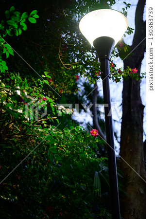路燈和山茶花 130363739
