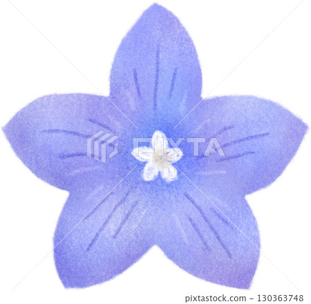 Illustration of a single bellflower 130363748