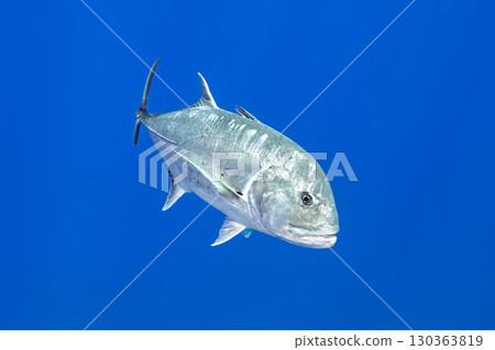 珍鰺 珍鰺 130363819