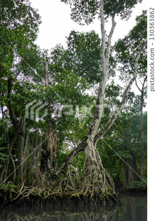 Mangrove Forest and swamp at Laguna Gri-Gri in the Northern part of Dominican Republic, Caribbean. 130363862