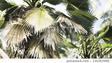 Sunlight filters through the green palm leaves, showcasing vibrant tropical plants swaying gently in a warm breeze, creating a serene atmosphere in a natural setting. 130363990