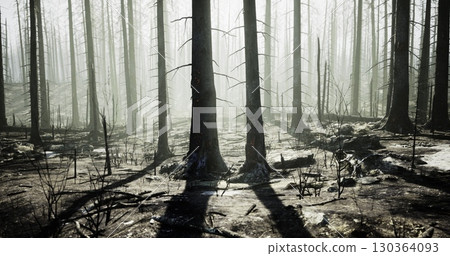 Burnt trees stand alone in a misty forest, highlighting the devastation of wildfires. Shadows stretch across the ground, revealing the barren landscape and charred remnants. Burnt trees stand alone in a misty forest, highlighting the devastation of wildfires. Shadows stretch across the ground, revealing the barren landscape and charred remnants. 130364093