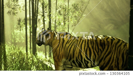 A large, vibrant tiger strolls gracefully through a lush bamboo forest illuminated by soft morning light. The atmosphere is peaceful, showcasing natures beauty. 130364105