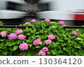 Hydrangea along Enoden Hydrangea along Enoden 130364120