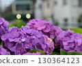 Hydrangeas blooming along the Enoshima Electric Railway line Hydrangeas blooming along the Enoshima Electric Railway line 130364123