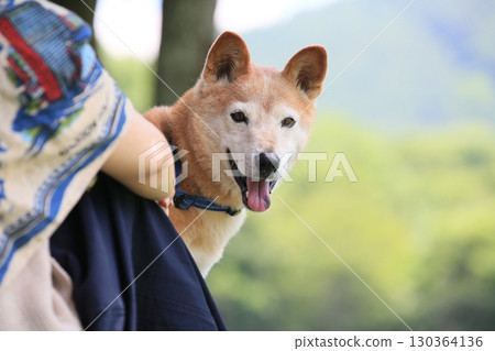 柴犬和主人一起散步 130364136