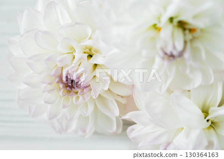 flowers dahlia festive background, pastel and soft bouquet floral card, top view wallpaper background. Macro of White Dahlia Flowers for Texture Background. 130364163