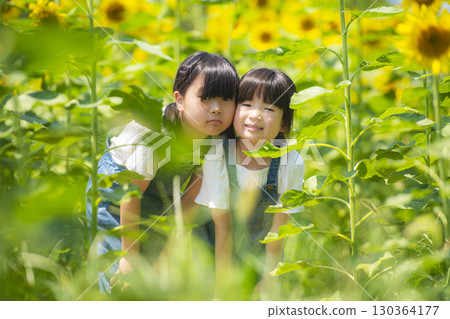 Sisters lined up in a sunflower field during summer vacation 130364177