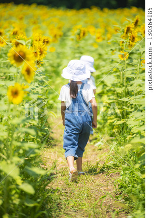 Girl walking along the path of the sunflower maze 130364185