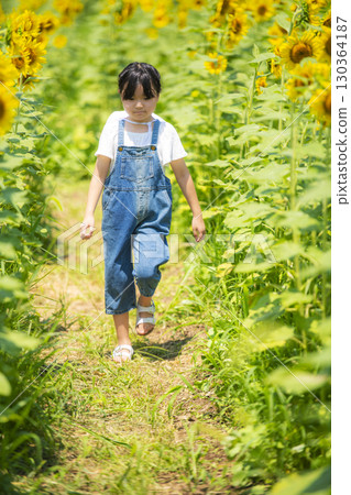 沿著向日葵迷宮的小路行走的女孩 沿著向日葵迷宮的小路行走的女孩 130364187