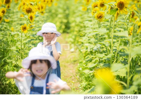 Girl walking along the path of the sunflower maze Girl walking along the path of the sunflower maze 130364189