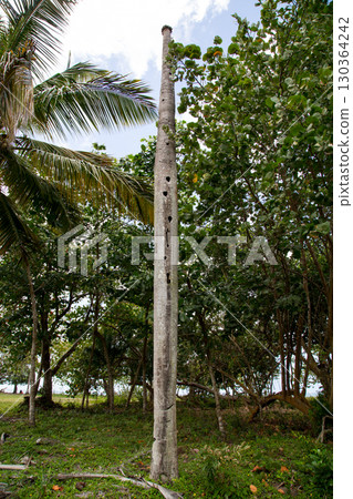 Nesting tree, settlement for Woodpeckers, in the Northern Dominican Republic, Caribbean. Nesting tree, settlement for Woodpeckers, in the Northern Dominican Republic, Caribbean. 130364242