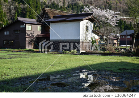 Spring in Shirakawa-go with cherry blossoms in full bloom 130364247