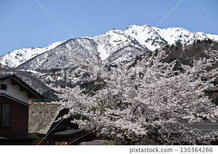 Spring in Shirakawa-go with cherry blossoms in full bloom 130364266