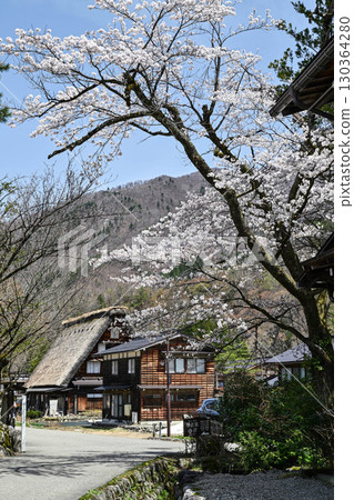 春天的白川鄉，櫻花盛開 130364280