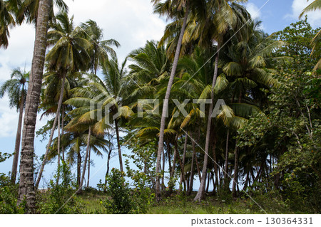 Beach forest in the Northern part of Dominican Republic, Caribbean. 130364331