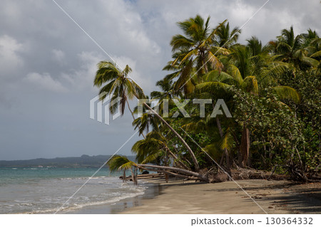 Coastline and Beach Forest in the Northern part of Dominican Republic, Caribbean. 130364332