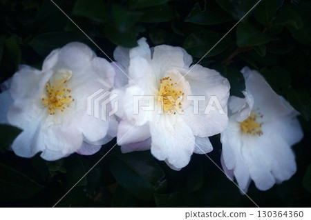 白花的鮮花 130364360