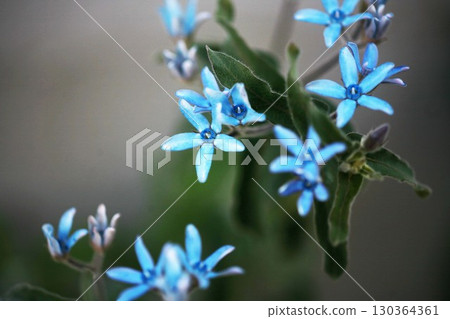 Blue Star: A blue, five-petal flower 130364361