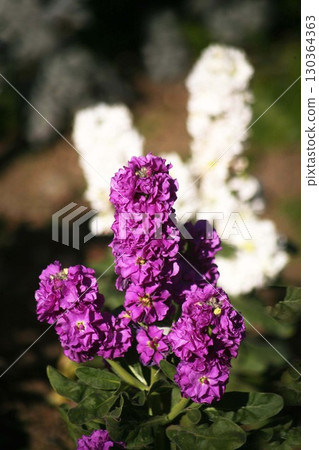 紫羅蘭 - 深紅色紫色和白色花朵 130364363