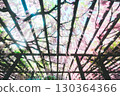 Rainbow wisteria flowers 130364366