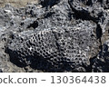 Fossils in the bedrock on the coast of Isla Catalina in Dominican Republic, Caribbean. 130364438