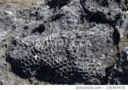 Fossils in the bedrock on the coast of Isla Catalina in Dominican Republic, Caribbean. 130364438