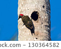 Hispaniolan Woodpecker (Melanerpes striatus) on a palm stem in the Northern Dominican Republic, Caribbean. 130364582