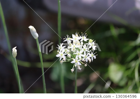 Close-up view of chive flowers with white petals 130364596