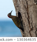 Hispaniolan Woodpecker Melanerpes striatus on a palm stem in the Northern Dominican Republic, Caribbean. 130364635