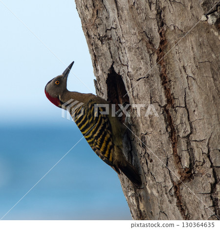 Hispaniolan Woodpecker Melanerpes striatus on a palm stem in the Northern Dominican Republic, Caribbean. 130364635