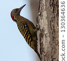 Hispaniolan Woodpecker Melanerpes striatus on a palm stem in the Northern Dominican Republic, Caribbean. 130364636