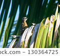 Hispaniolan Woodpecker Melanerpes striatus in a palm tree in the Northern Dominican Republic, Caribbean. 130364725