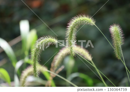 A close-up of a cat tease (foxtail grass) 130364739