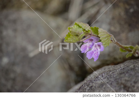 Oyster beak Oyster beak 130364766