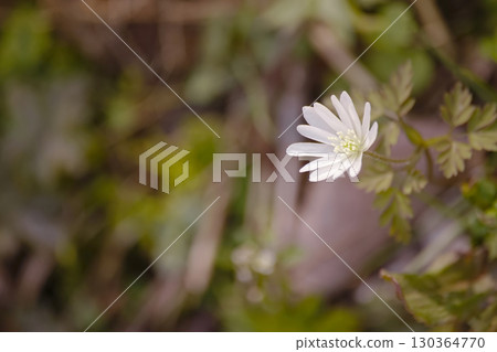 Chrysanthemums Chrysanthemums 130364770