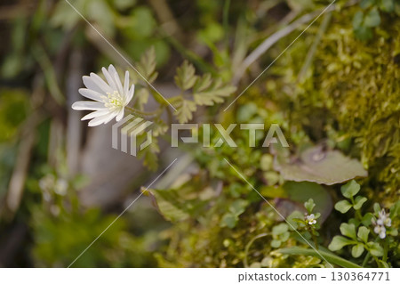 海葵pseudoaltaica 130364771