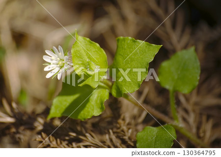 繁縷 130364795