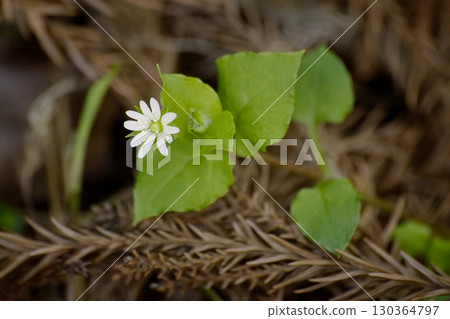 繁縷 130364797