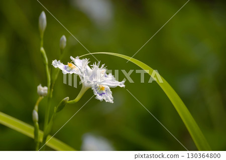 等到薩沙 130364800